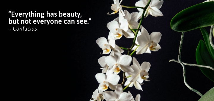 Everything has beauty, but not everyone can see